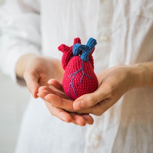 Coeur anatomique. Jouet médical.