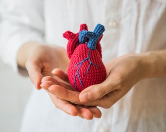 Anatomical heart. Medical toy. Human heart.