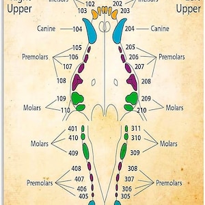 Póster vertical del dentista Cᴀnine Dentᴀl Chᴀrt