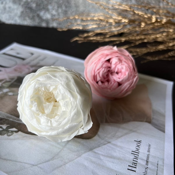 Preserved Roses - Forever Rose - Dry Flowers - Preserved peonies - Garden Roses - Flowers - Long Lasting Rose - Eternity roses - rose