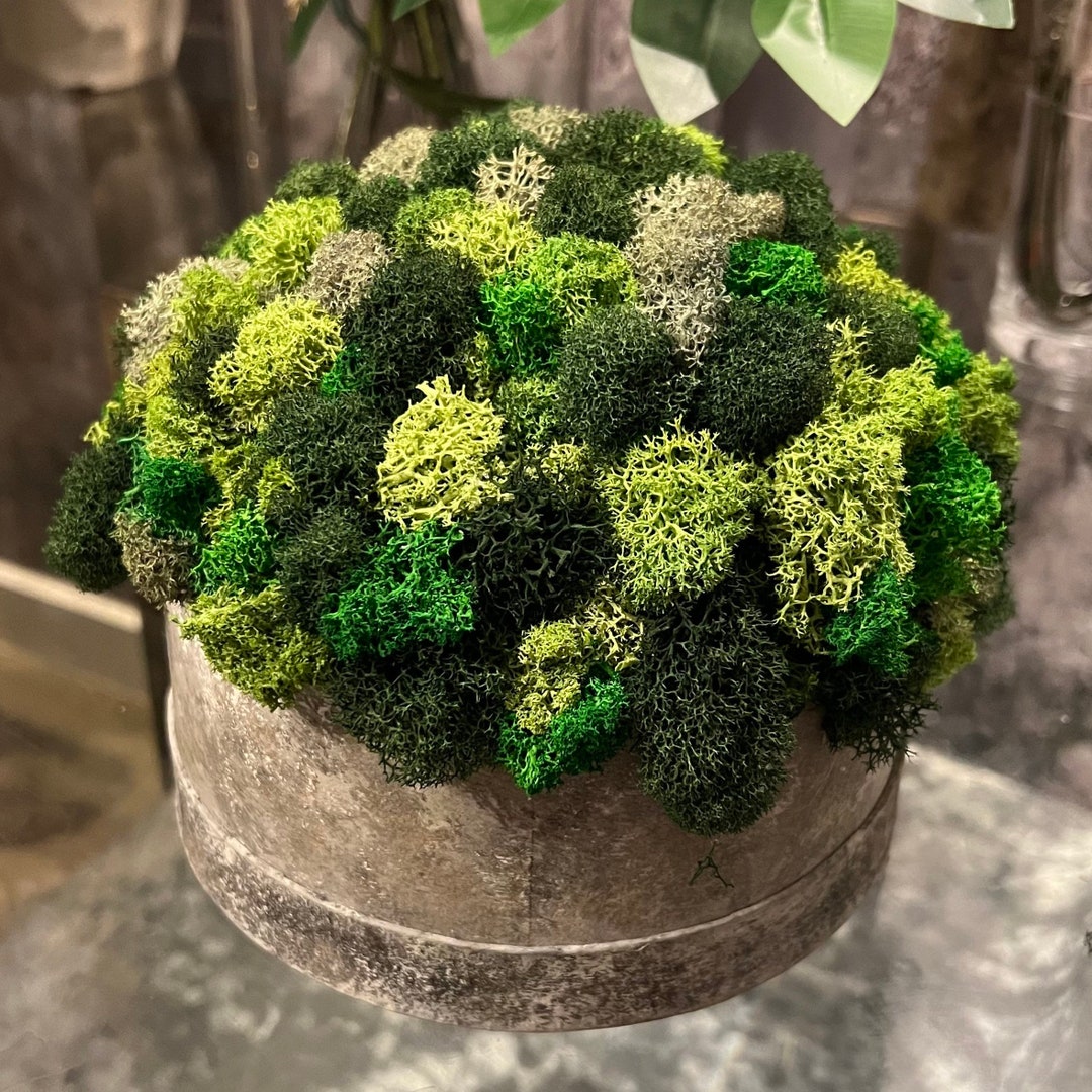 Moss Decor, Moss Arrangement in Designer Box, Table Centerpiece, Home