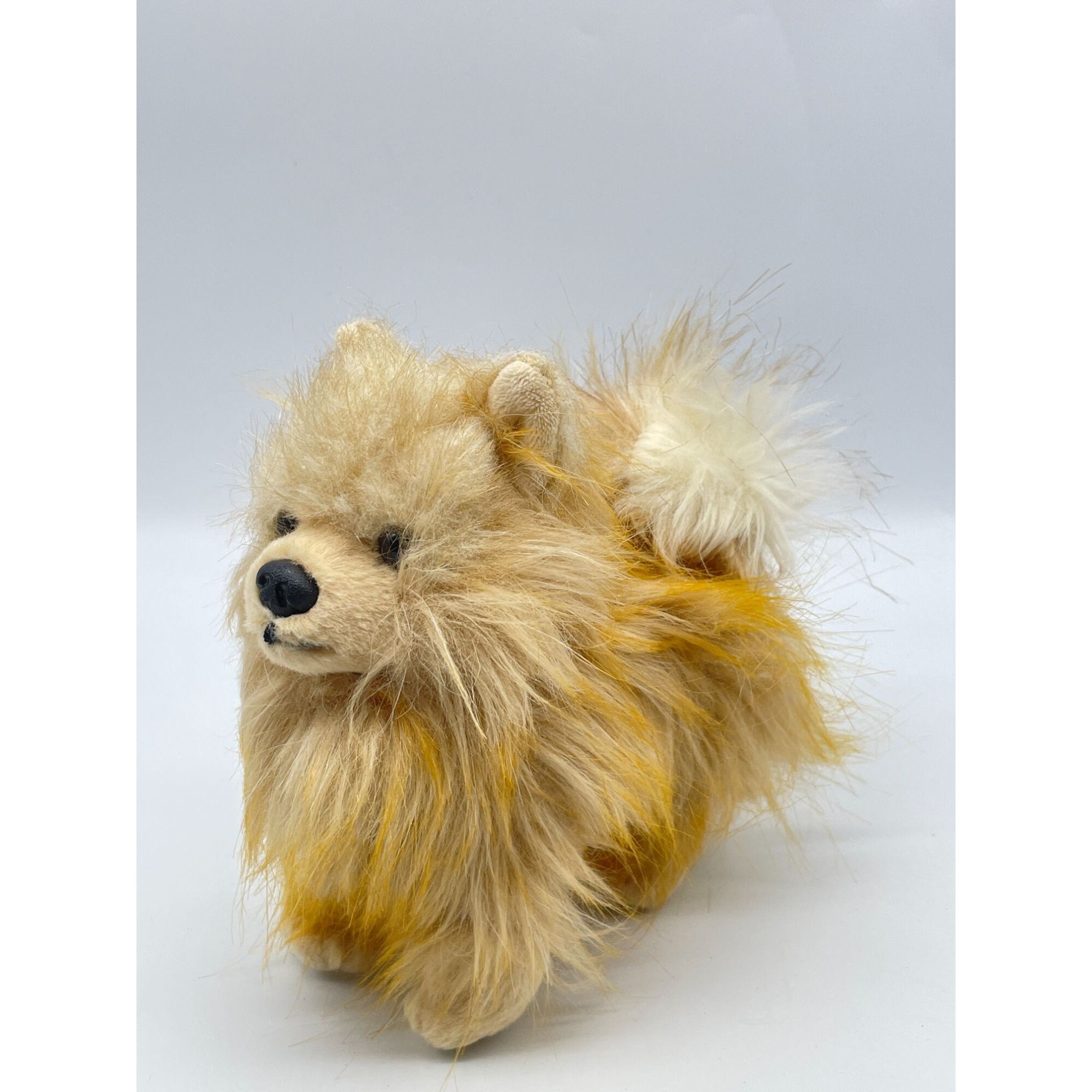 Pomeranian free adoption 2025