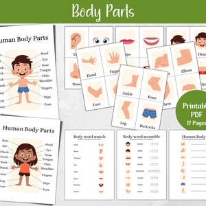 Partes del cuerpo humano imprimibles, tarjetas didácticas para niños pequeños, materiales de educación en el hogar para niños, carteles educativos, impresiones del cuerpo humano, anatomía de los niños, A4, carta