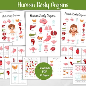 Human Body Organs Bundle, Human Organ Activities Preschool Printable, Human Body Anatomy Flashcards For Kids, Organ Tracing Toddler Learning