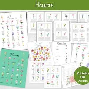 Unidad de estudio de flores imprimibles, actividades florales, tarjetas didácticas, aprendizaje sobre las flores, impresión educativa, educación en casa imprimible, A4, carta