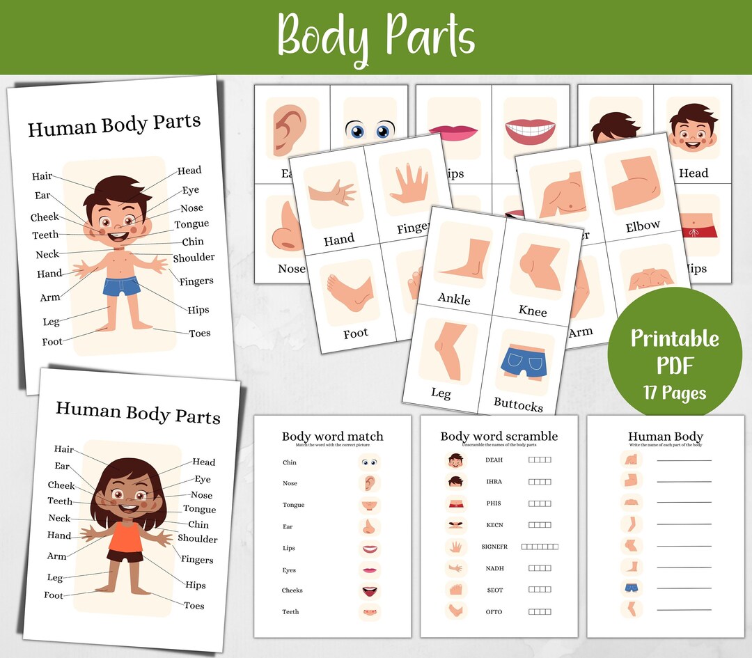 Printable Human Body Parts, Toddler Flash Cards, Kids Homeschool