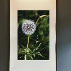 dandelion  print , wall art , botanical art prints, tropical poster, photography  art, living room photography