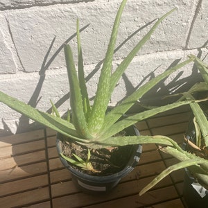 Aloe Vera Plant