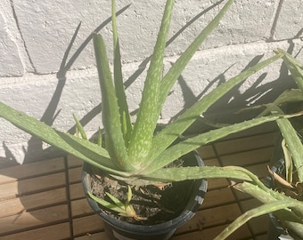 Aloe Vera Plant