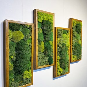 Arte de pared de musgo / Decoración de pared de musgo / Arte de musgo conservado enmarcado / Conjuntos de pared de musgo / Moss No requiere mantenimiento Moss "Living" Wall ~ "mezcla de musgo"