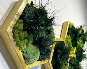 Moss Hexagon Wandpanelen gemaakt met echt mos Geen onderhoud nodig Moss "Living" Wall ~ "little jungle" Wood Moss Wall Art