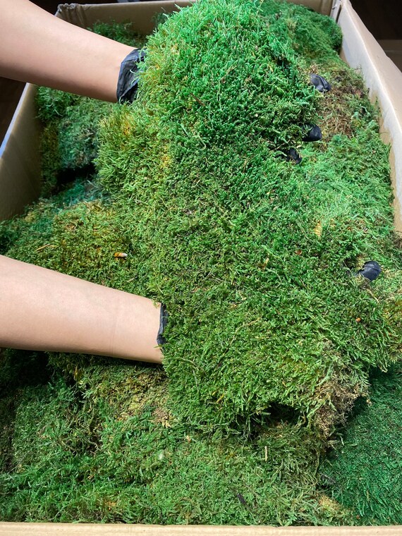 Sheet Flat Moss Stabilized Craft DIY Gardening Prefleur Wholesale Cushion  Moss Natural Green Decorative Real DIY Terrariums - Etsy Denmark