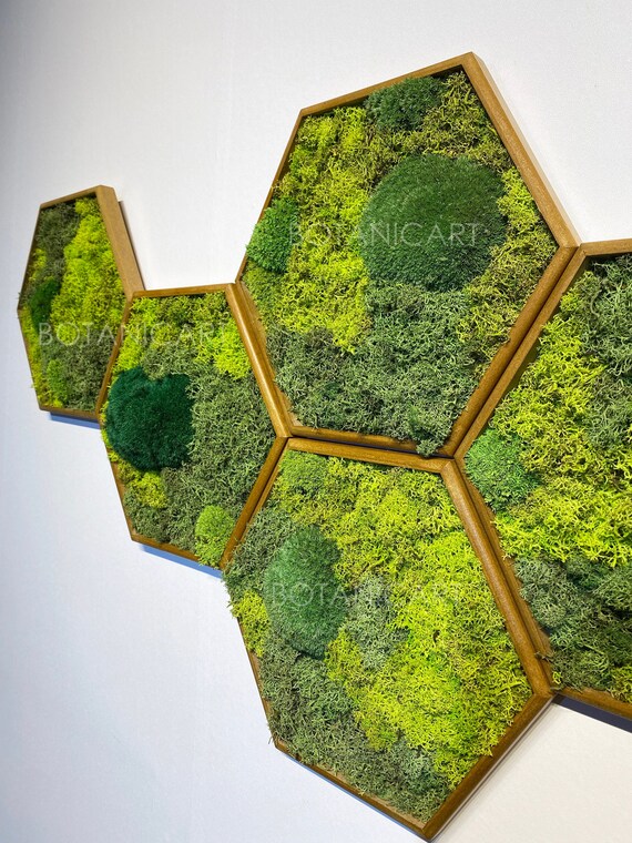 Moss Hexagon Wall Panels Made With Real Moss No Maintenance Etsy