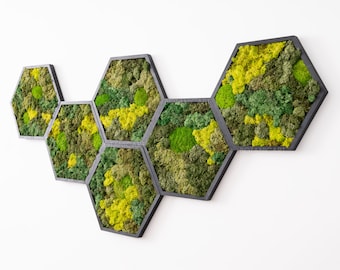 Moss Hexagon Wall Panels made with real moss No Maintenance Required Moss "Living" Wall  ~ "moss mix"