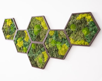 Moss Hexagon Wall Panels made with real moss No Maintenance Required Moss "Living" Wall  ~ "moss mix"