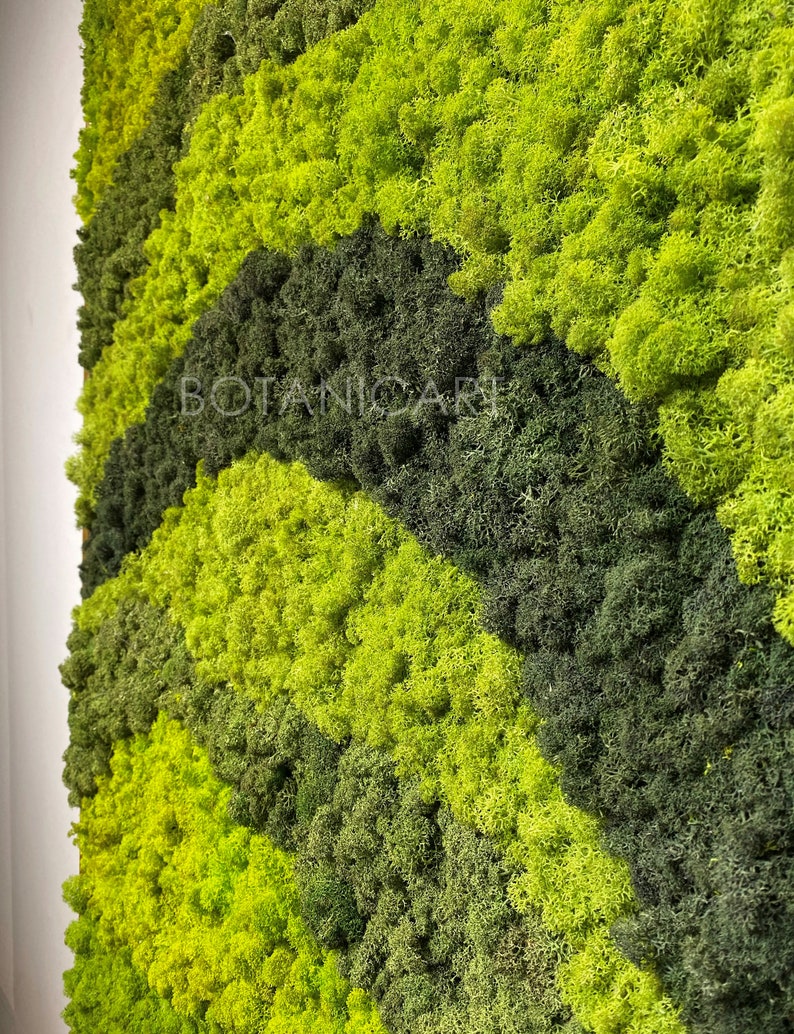 Moss Wall Art Moss Art Work REAL Preserved Moss No Etsy