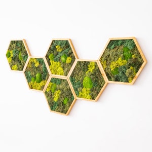 Moss Hexagon Wall Panels made with real moss No Maintenance Required Moss "Living" Wall  ~ "moss mix"