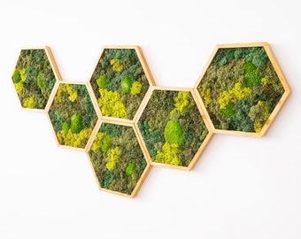 Moss Hexagon Wall Panels made with real moss No Maintenance Required Moss "Living" Wall  ~ "moss mix"