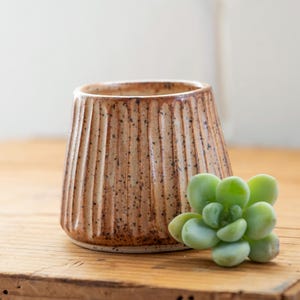 May include: A small, brown and white ceramic planter with a ribbed design. The planter is filled with a small green succulent plant.