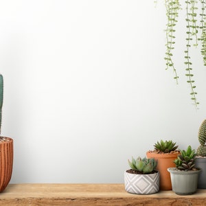 Zoom Virtual Background | Minimalist Cactus Shelf with White Wall | Southwestern Boho Room | Teams, Skype, WebEx, Google Meet Backdrop Zoom