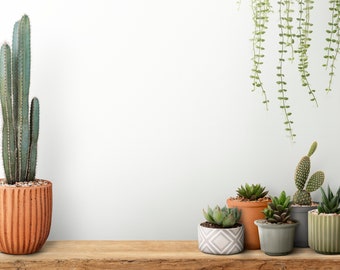 Zoom Virtual Background | Minimalist Cactus Shelf with White Wall | Southwestern Boho Room | Teams, Skype, WebEx, Google Meet Backdrop Zoom