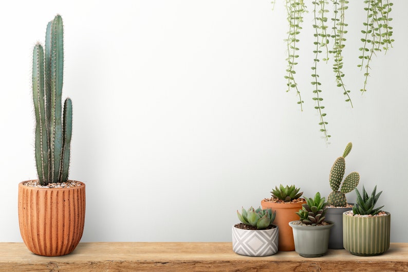 Zoom Virtual Background Minimalist Cactus Shelf With White Etsy