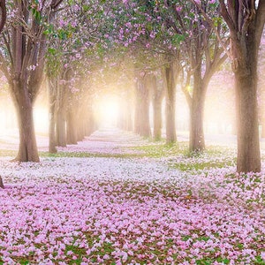 以下が含まれることがあります： 満開の桜並木が続く道。地面にはピンクの花びらが敷き詰められ、木々の間から差し込む陽光が幻想的な雰囲気を醸し出している。
