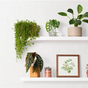 May include: White shelves with various plants in pots and a framed print of green leaves. The shelves are against a white wall.