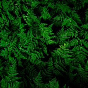Zoom Visual Background, Green Backdrop, Nature Green Screen, Simple Minimalist Pattern, CraftyRooftop, High Quality, Online Interview