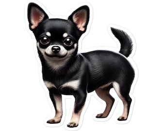Czarny krótkowłosy chihuahua