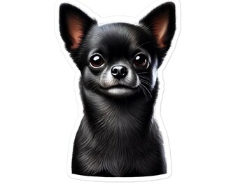 Czarny krótkowłosy chihuahua