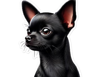 Czarny krótkowłosy chihuahua