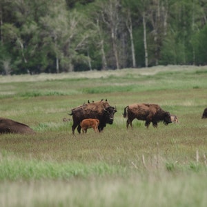 Bison and calf, grand teton national park, kitchen wall decor, office wall decor, wall decor, print, digital download