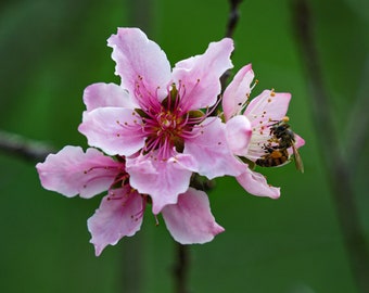 Digital download pink blooming fruit trees