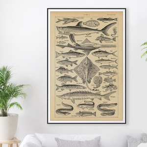 ¡PÓSTER de arte de peces franceses! (hasta 61 x 91 cm) - Lámina de diccionario francés vintage - Poisson