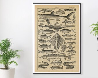 Impresión artística vintage de un pez francés: póster de diccionario