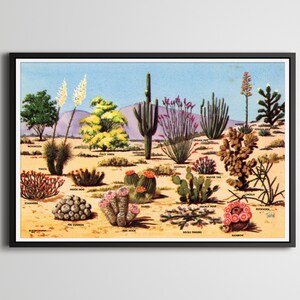 1953 Petley Wüstenkakteen POSTER! (24 "x 36" oder kleiner) - Vintage Postkarte - Southwestern - Joshua Baum - Yucca - Mojave - Kaktus - Dekor - Kunst