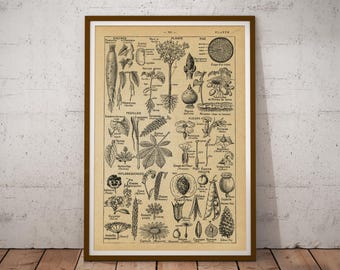 Vintage Plants Diagram Poster - French Language Dictionary Art Print