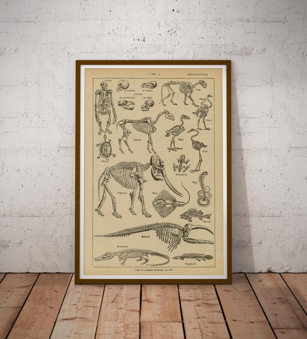 Vintage Skeleton Anatomy Poster: Antique Zoology Wall Art Print - Etsy