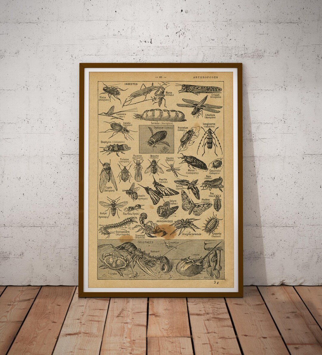 Vintage Insect Illustration Poster: French Entomology Art Print - Etsy