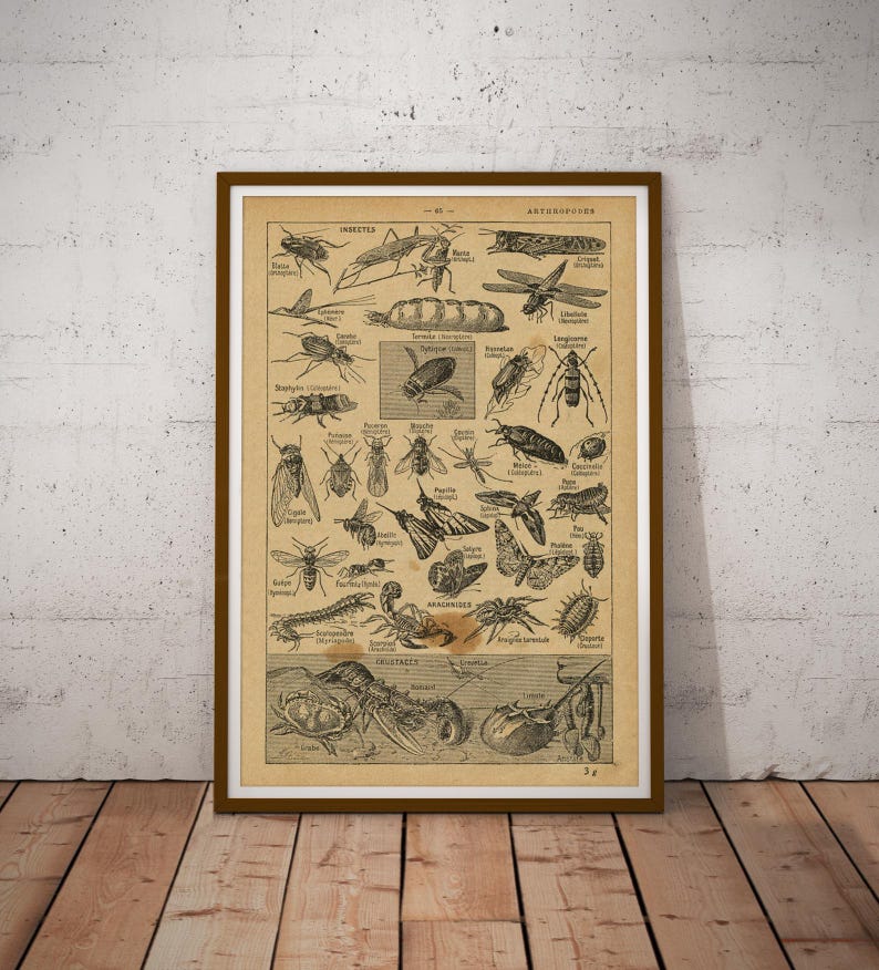 Vintage Insect Illustration Poster: French Entomology Art Print - Etsy