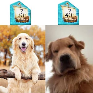 K&ouml;nnte beinhalten: Ein geteiltes Bild mit zwei Golden Retriever Hunden. Links ist ein Hund mit seinen Pfoten auf einem Baumstamm zu sehen, rechts eine Nahaufnahme eines Hundes. &Uuml;ber jedem Hund befindet sich eine Grafik eines Schiffes mit einem Fragezeichen und dem Text 3:11 oder 4:11.