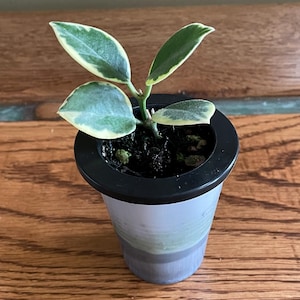 May include: A set of three ceramic mugs with a speckled, matte finish. The mugs are in shades of cream, light gray, and dark gray. Each mug has a simple, minimalist design, perfect for coffee or tea.