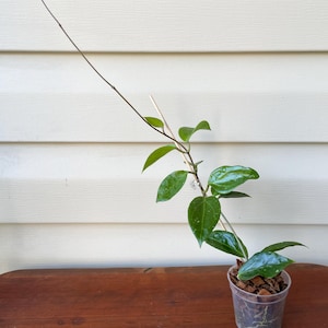 Hoya Nicholsoniae (fka Limoniaca), Exact Plant in 2 1/2&quot; Nursery Pot