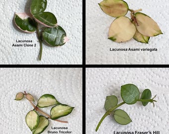 Super Rare — Hoya Lacunosa Asami Reverse Variegated “2 Leaf Not