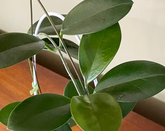 Hoya Australis in 3" Nursery Pot, Exact Plant, Well Rooted and Active Growth with New Leaves