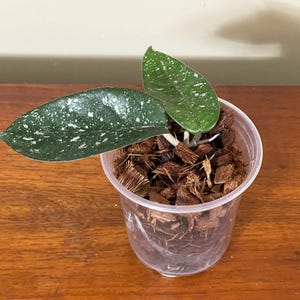 May include: A small Hoya plant with two dark green, lance-shaped leaves featuring white speckled variegation. The plant is potted in a clear plastic container filled with brown wood chip potting medium, showing the roots and soil structure clearly.