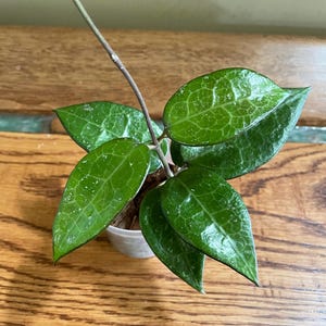 Hoya Verticillata MA07, Exact Plant, Rooted Cutting, Splash and Dark Margins