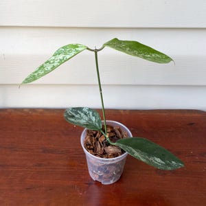 Hoya Coriacea Splash, Exact Plant in 3&quot; Nursery Pot, Rooted Cutting with New Growth
