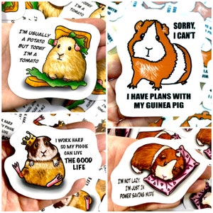 AUTOCOLLANTS DE COTON D'INDE, PAQUET DE 4 | Stickers animaux | Décalcomanie en vinyle imperméable et résistante aux intempéries | Ordinateur portable, Bouteille d'eau, Cadeaux, Agenda, Anniversaire